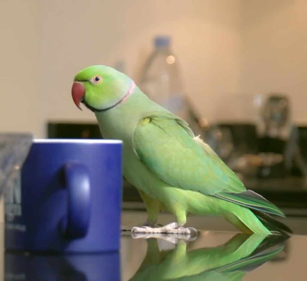 Tuti TV Commercial Production by TriVision