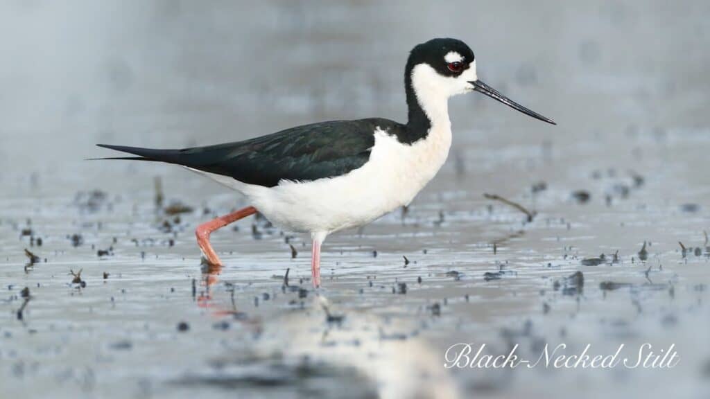 USDA "Restoring Indiana's Wetlands"